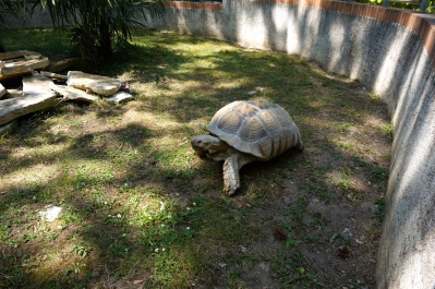 A tortoise taking a casual stroll.