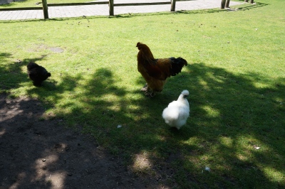 Chickens gathered in the shade.
